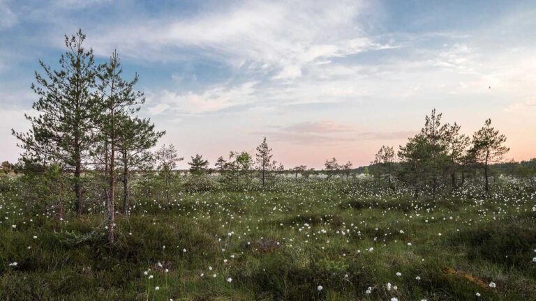 How To Finish 11Xplay Online Id Sign-Up Process?